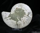 Absolutely Stunning Inch Ammonite (Half) #768-1